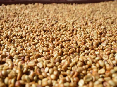 المعالجة العسلية Honey Process | ما هي قهوة المعالجة العسلية؟ كيف تتم عملية المعالجة العسلية؟ ما هي الفروق بين قهوة العسل الأبيض، العسل الأحمر، العسل الأصفر، والعسل الأسود؟