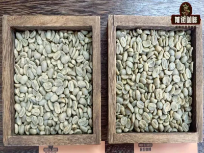 قهوة PNG｜لماذا تُعرف قهوة بابوا غينيا الجديدة باسم «بلو ماونتن الصغيرة»؟ وما خصائص نكهة قهوة تيبيكا المغسولة «طائر الجنة» من مزرعة سيغري؟