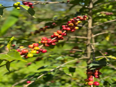 مزايا وعيوب القهوة منزوعة الكافيين｜ما هي القهوة منزوعة الكافيين decaffeinated coffee؟ كيف يُزال الكافيين؟ هل القهوة منزوعة الكافيين من القهوة المختصة؟
