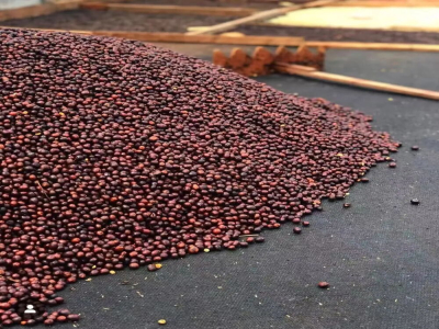 هل حبوب قهوة كاتورا Caturra وكاتواي Catuai تنتميان كلتاهما إلى أرابيكا؟ وما أوجه الاختلاف بين خصائص نكهة كل منهما؟