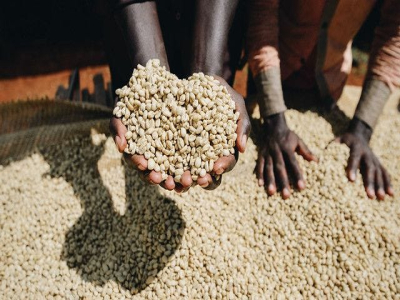 خصائص مناطق إنتاج حبوب القهوة الإثيوبية والفرق بين حبوب قهوة سيدامو وحبوب قهوة ييرغاتشيف
